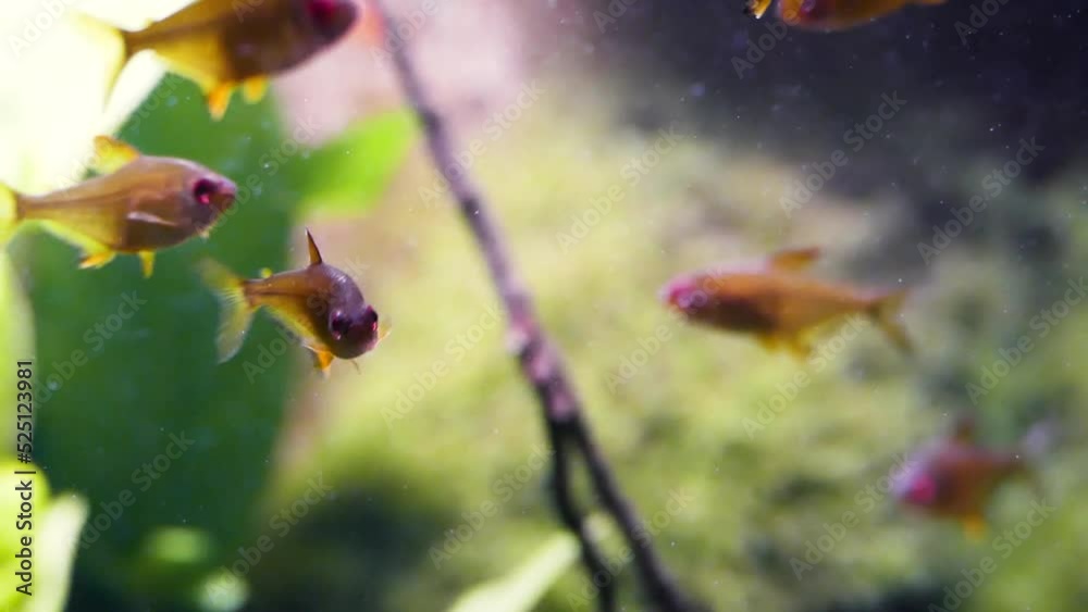 A group of lemon tetras (Hyphessobrycon pulchripinnis), close-up A group of lemon tetras (Hyphessobrycon pulchripinnis), close-up