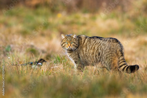 Canvas Print European wildcat, felis silvestris, standing on field in autumn nature