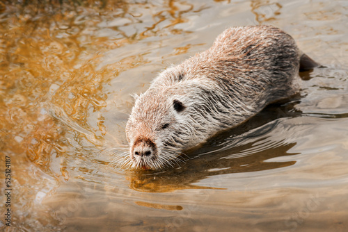 Nutria (Myocastor coypus) semi-aquatic, herbivorous rodent, the animal swims by the lake shore.