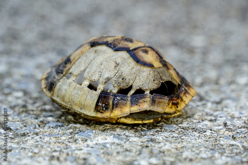 Obraz premium small empty turtle shell on cement background