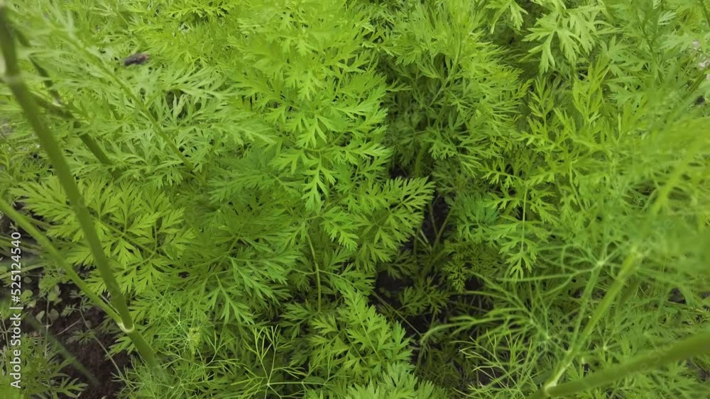Overview of a garden bed with growing green leaves of carrots outdoors