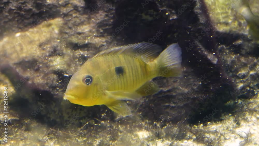 Paraguay eartheater (Gymnogeophagus balzanii) with mollies Paraguay eartheater (Gymnogeophagus balzanii) with mollies