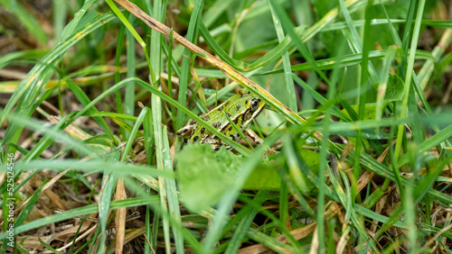 frogg in the grass in the morning © LDC