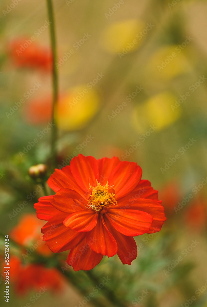 Beautiful close-up of cosmos sulphureus flower Beautiful close-up of cosmos sulphureus flower