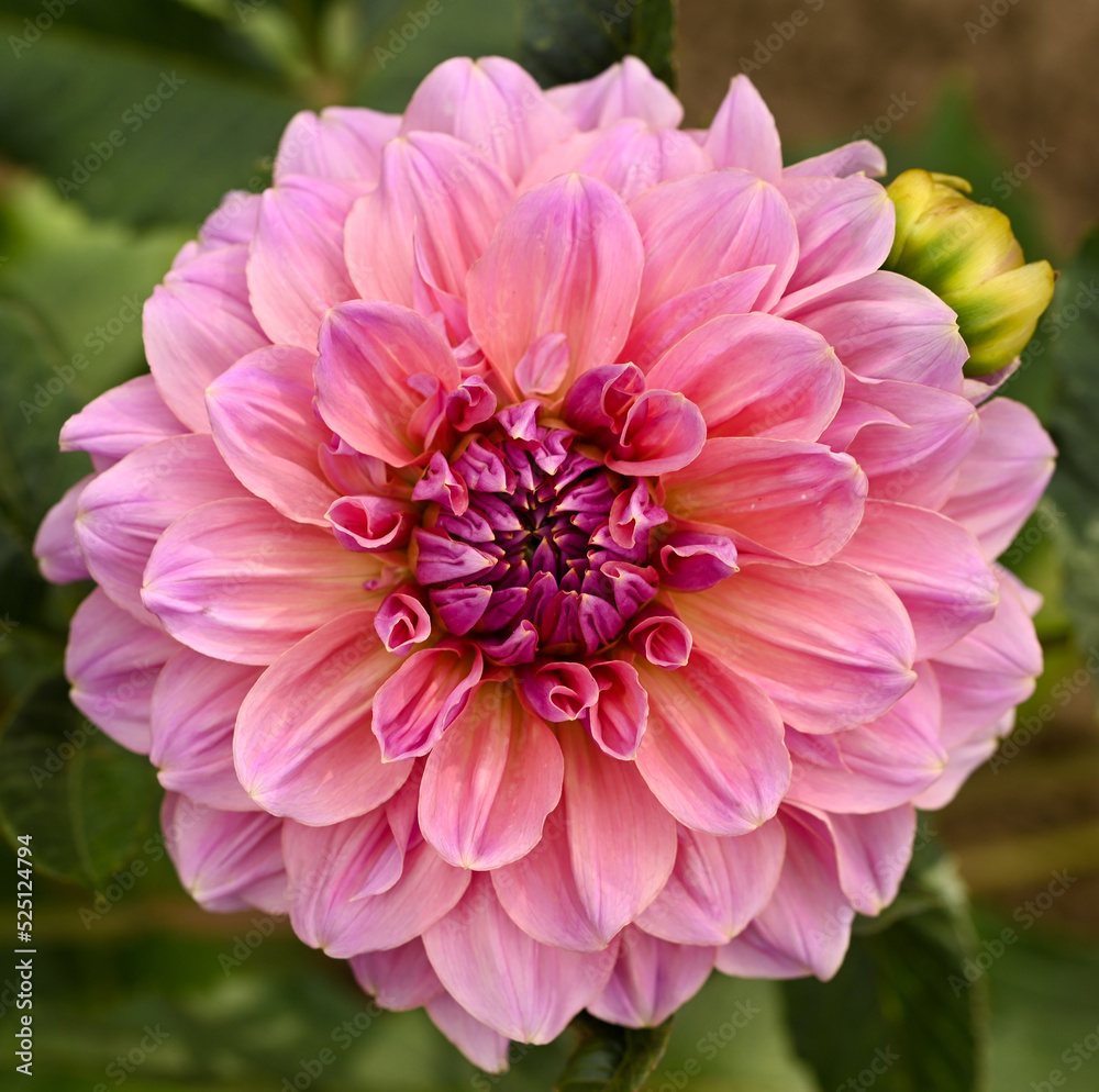 Fototapeta premium Beautiful close-up of a decorative dahlia