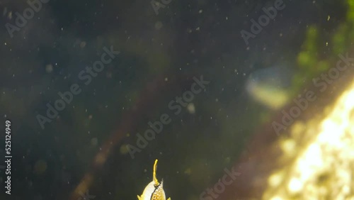 Male Yucatan molly (Poecilia velifera) or sailfin molly photo