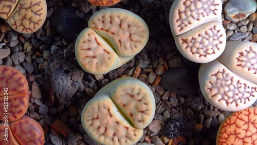 Mesembs (Lithops julii) South African plant from Namibia in the botanical collection of supersucculent plants photo