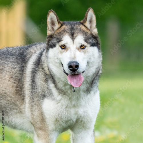 portrait of a husky