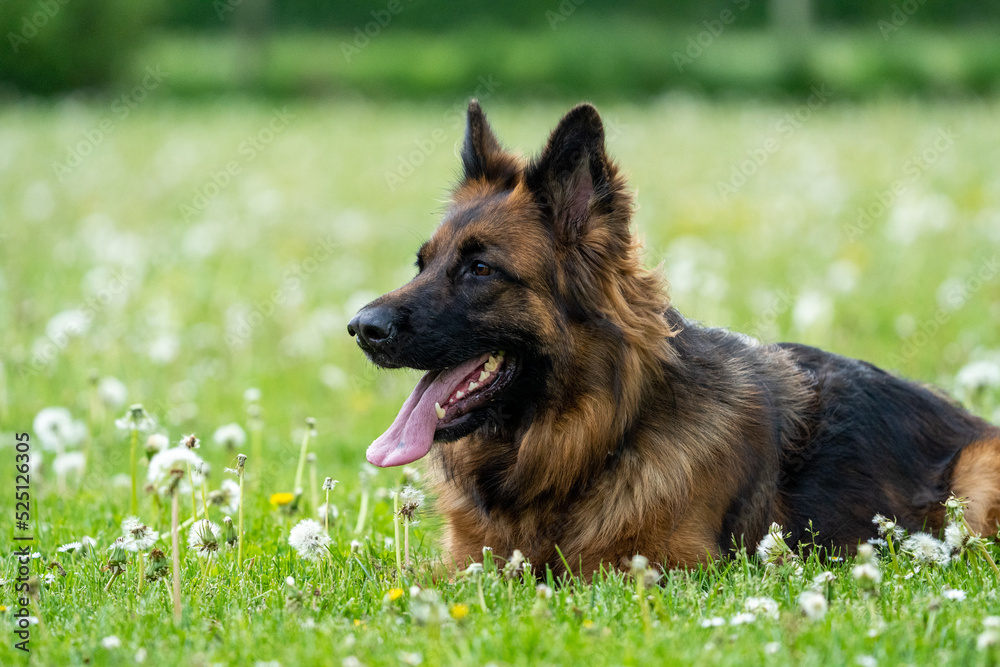 german shepherd portrait. german shepherd dog on the grass playing. King german shepherd