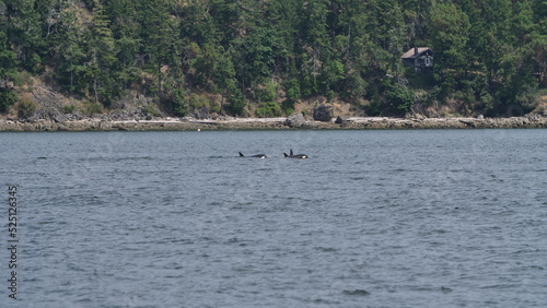 Orca, Killerwhale, Vancouver Island © Juli M.
