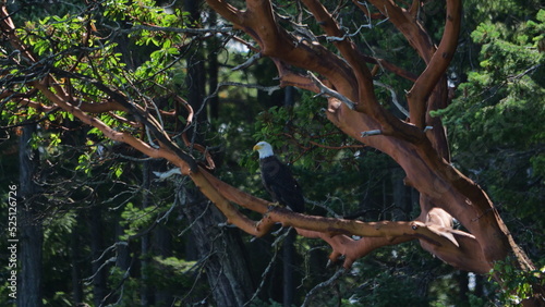 Bald Eagle, Vancouver Island, Canada