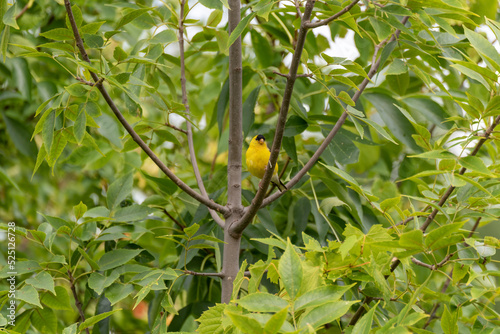 Goldfinch Perched In A Tree in August photo
