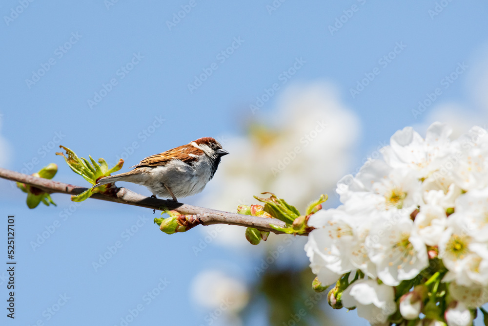 House Sparrow (Passer Domesticus) A small bird with brown gray plumage sits on a branch between flourished white flowers, sunny summer day. House Sparrow (Passer Domesticus) A small bird with brown gray plumage sits on a branch between flourished white flowers, sunny summer day.