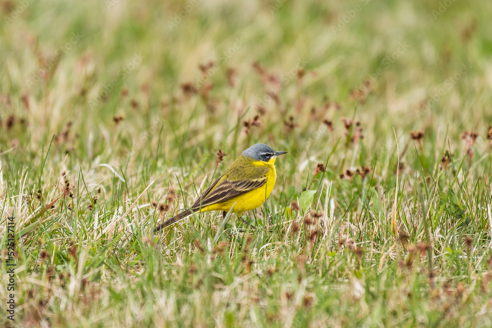 Western yellow wagtail (Motacilla flava) is a small bird with yellow plumage and a gray-blue head. The bird is walking on the grass and looking for insects to eat.