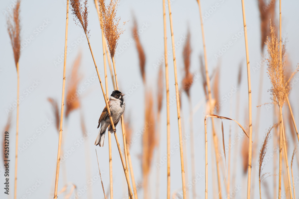 Obraz premium Common reed bunting (Schoeniclus schoeniclus) a male small bird with a black head, brown wings and a light belly, sits on a reed and sings on a sunny day.
