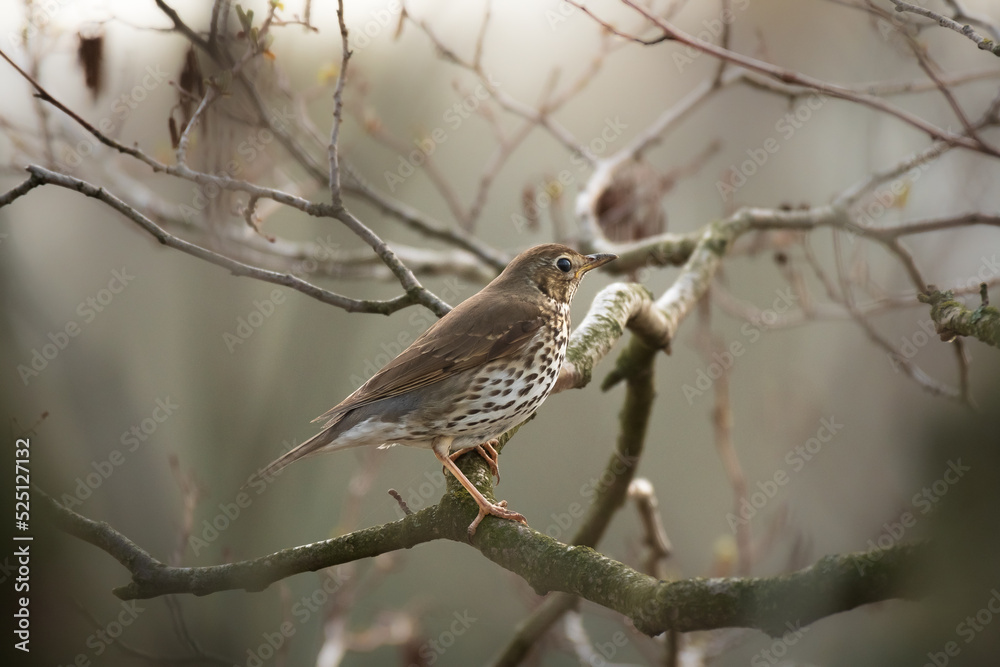 Song thrush - Turdus philomelos - A medium-sized bird with a spotted belly sits between branches in a tree. Song thrush - Turdus philomelos - A medium-sized bird with a spotted belly sits between branches in a tree.