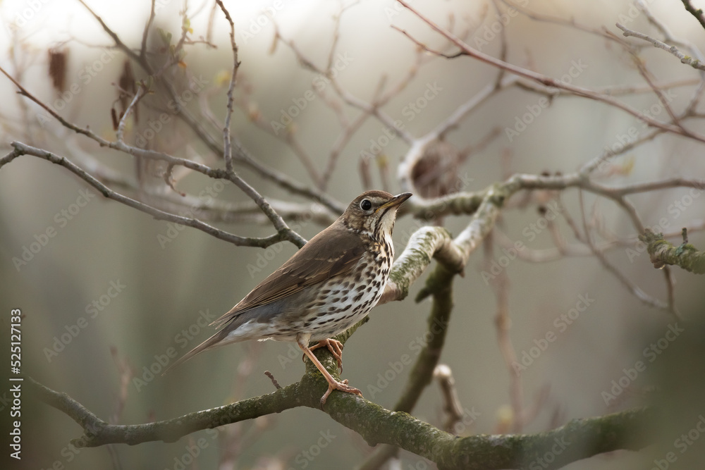 Song thrush - Turdus philomelos - A medium-sized bird with a spotted belly sits between branches in a tree. Song thrush - Turdus philomelos - A medium-sized bird with a spotted belly sits between branches in a tree.