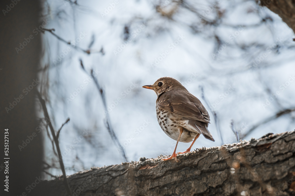 Song thrush - Turdus philomelos - A medium-sized bird with a spotted belly sits between branches in a tree. Song thrush - Turdus philomelos - A medium-sized bird with a spotted belly sits between branches in a tree.