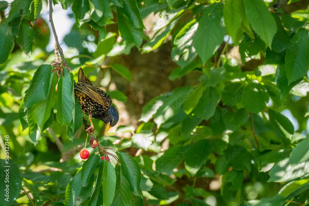 Common starling (Sturnus vulgaris) medium-sized bird with dark plumage and yellow knitting. The bird sits among green cherry branches and eats ripe fruit on a sunny summer day. Common starling (Sturnus vulgaris) medium-sized bird with dark plumage and yellow knitting. The bird sits among green cherry branches and eats ripe fruit on a sunny summer day.