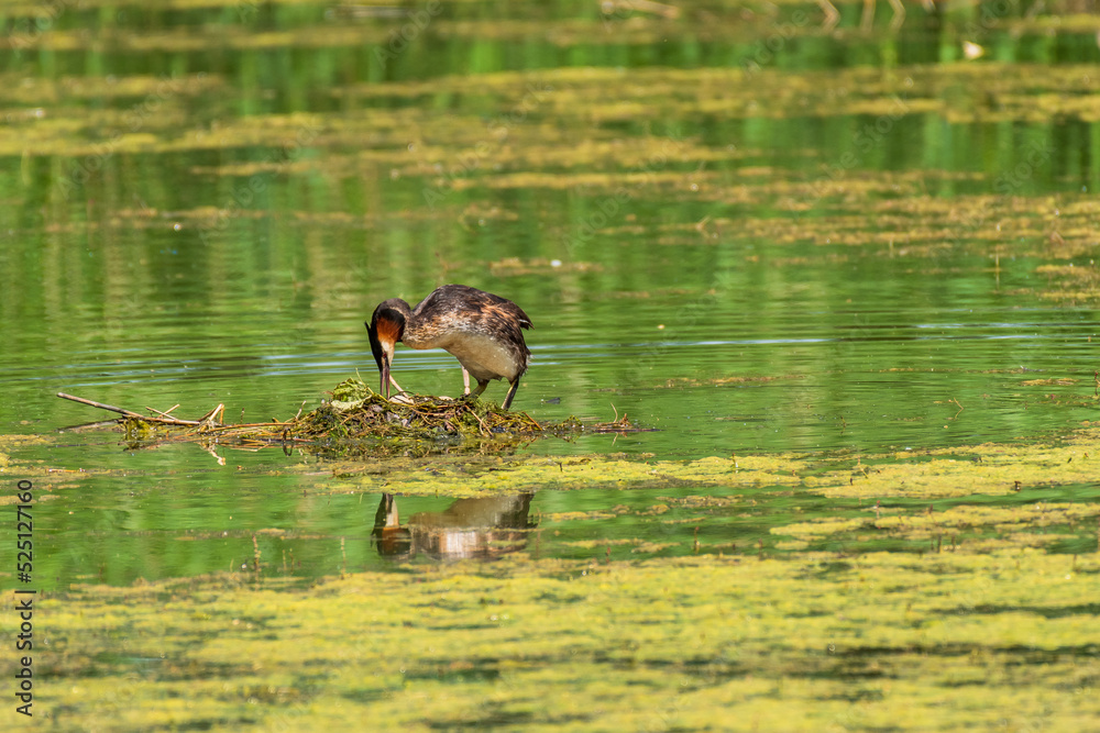 Great crested grebe (Podiceps cristatus) medium-sized migratory water bird, breeding season. The female sits on the nest and incubates the eggs, the nest is made of aquatic vegetation on the pond. Great crested grebe (Podiceps cristatus) medium-sized migratory water bird, breeding season. The female sits on the nest and incubates the eggs, the nest is made of aquatic vegetation on the pond.
