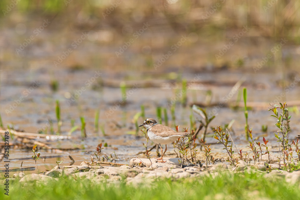 Little ringed plover - Charadrius dubius - a small bird with brown wings and a white belly, the bird feeds on the shores of the lake among vegetation and stones. Little ringed plover - Charadrius dubius - a small bird with brown wings and a white belly, the bird feeds on the shores of the lake among vegetation and stones.