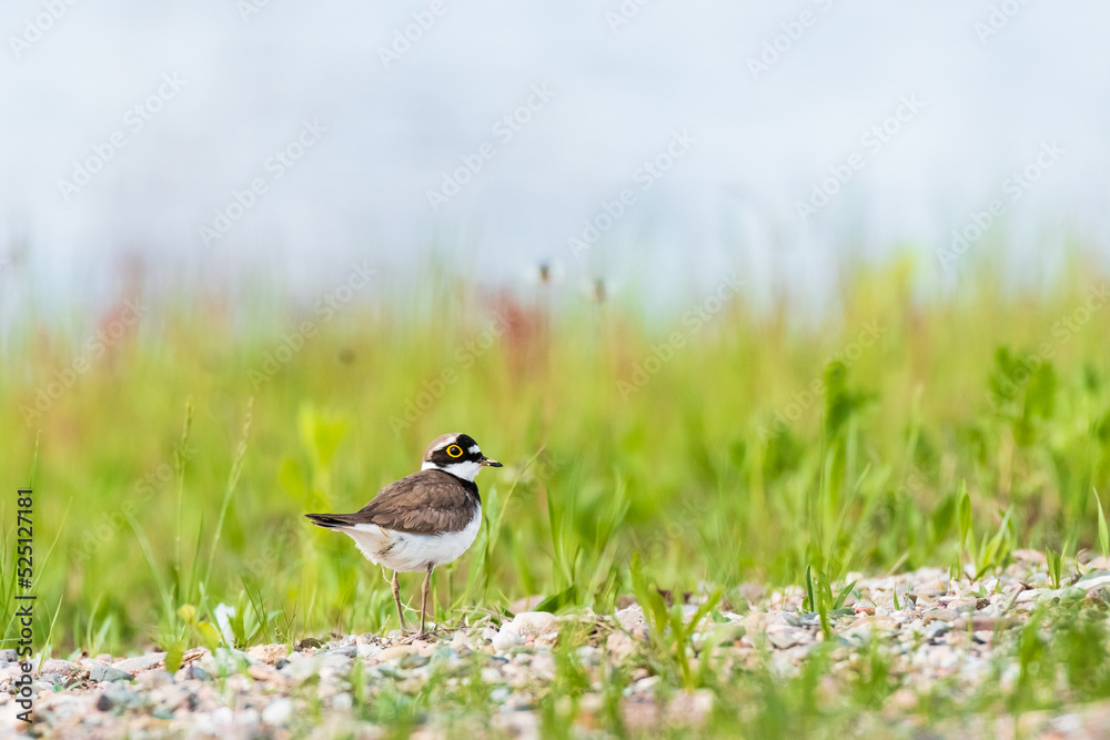 Little ringed plover - Charadrius dubius - a small bird with brown wings and a white belly, the bird feeds on the shores of the lake among vegetation and stones. Little ringed plover - Charadrius dubius - a small bird with brown wings and a white belly, the bird feeds on the shores of the lake among vegetation and stones.