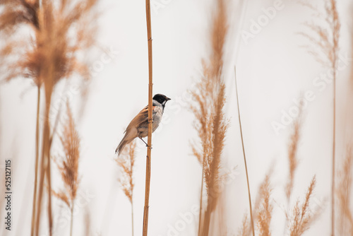 Common reed bunting (Schoeniclus schoeniclus) a male small bird with a black head, brown wings and a light belly, sits on a reed and sings on a sunny day. photo