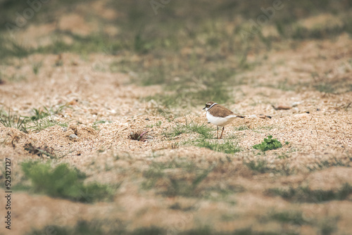 Little ringed plover - Charadrius dubius - a small bird with brown wings and a white belly, it walks on sand with fine vegetation on a summer day.