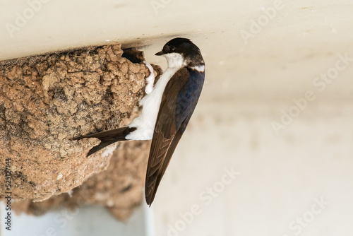 Common house martin (Delichon urbicum) is a small migratory bird with a white belly and dark wings. The bird sits at the entrance to the nest, made of spherical-shaped mud under the bridge.
