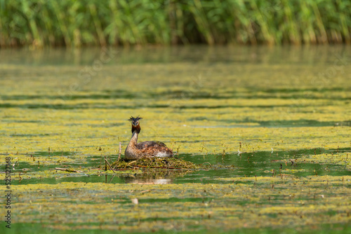 Great crested grebe  Podiceps cristatus  medium-sized migratory water bird  breeding season. The female sits on the nest and incubates the eggs  the nest is made of aquatic vegetation on the pond.