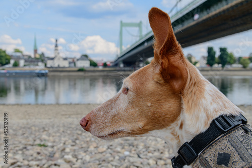 Podenco Nahaufnahme photo