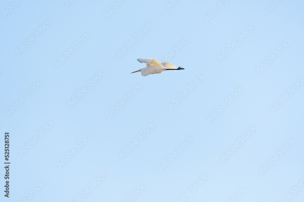 Great egret (Ardea alba) - a large water bird with white plumage and a long yellow sharp beak, the bird flies on a sunny day. Great egret (Ardea alba) - a large water bird with white plumage and a long yellow sharp beak, the bird flies on a sunny day.