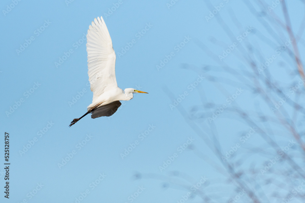 Great egret (Ardea alba) - a large water bird with white plumage and a long yellow sharp beak, the bird flies on a sunny day. Great egret (Ardea alba) - a large water bird with white plumage and a long yellow sharp beak, the bird flies on a sunny day.