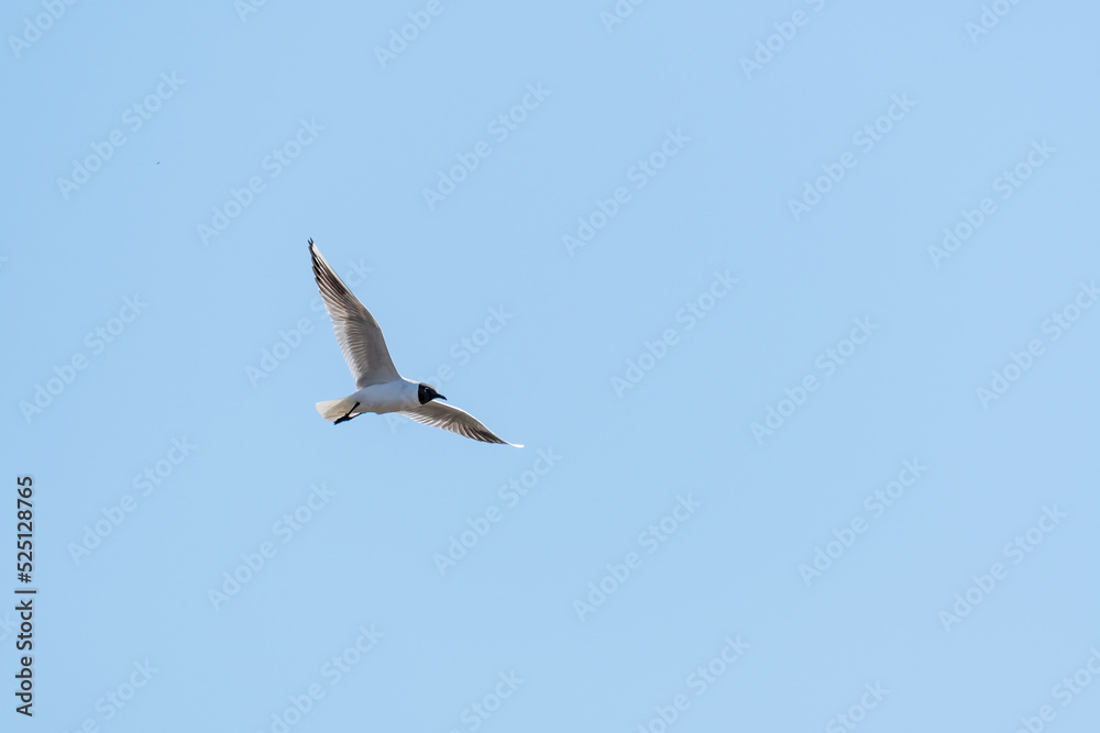 Black-headed gull - Chroicocephalus ridibundus - a medium-sized water bird with white plumage and black head, a mating bird in flight. Black-headed gull - Chroicocephalus ridibundus - a medium-sized water bird with white plumage and black head, a mating bird in flight.