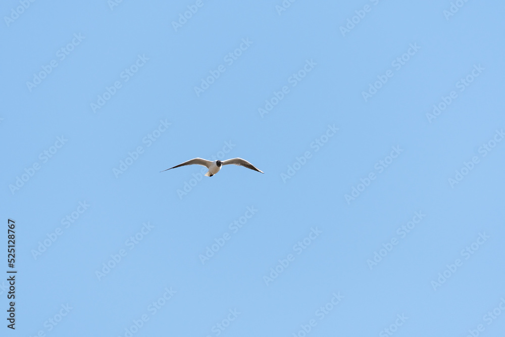 Black-headed gull - Chroicocephalus ridibundus - a medium-sized water bird with white plumage and black head, a mating bird in flight. Black-headed gull - Chroicocephalus ridibundus - a medium-sized water bird with white plumage and black head, a mating bird in flight.
