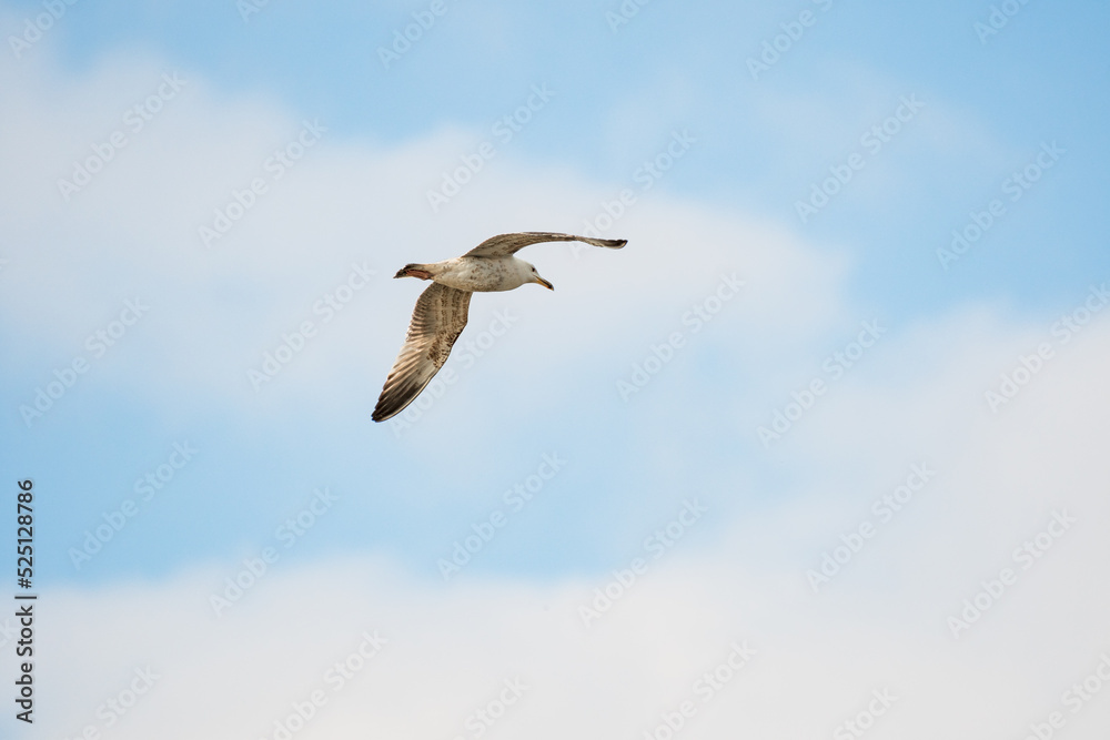 Obraz premium European Herring Gull (Larus Argentatus) A large water bird with a bright plumage and a yellow sharp beak, a bird in flight in the sky, view from the bottom on a sunny summer day.