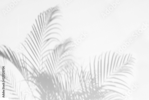 Palm leaf shadow and light on wall background. Nature tropical leaves tree branch shade sunlight on white wall for wallpaper, shadow overlay effect foliage mockup, graphic layout, wallpaper