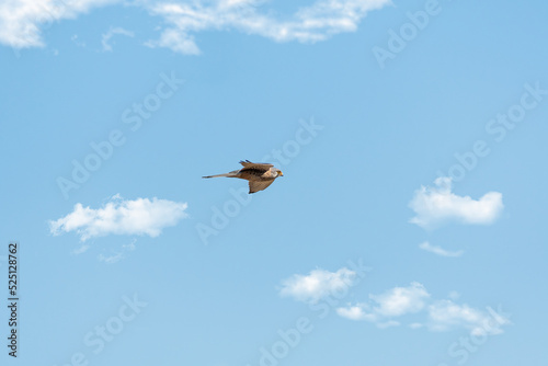 Common kestrel (Falco tinnunculus) medium-sized bird of prey from the falcon family, bird flying in the sky, sunny day.