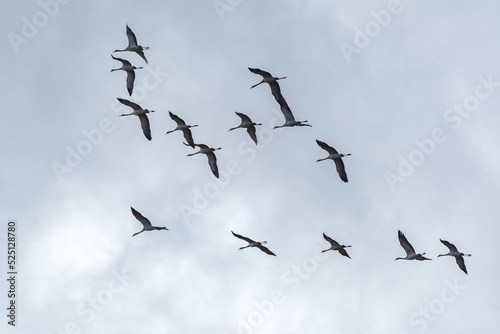 Common crane - Grus grus - a large water bird with gray plumage and a long neck  a small flock of birds flies in the sky  view from below on a cloudy day.