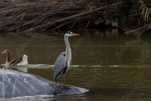 Bilde på lerret White great heron (Great egret) resting near the pond on a sunny day