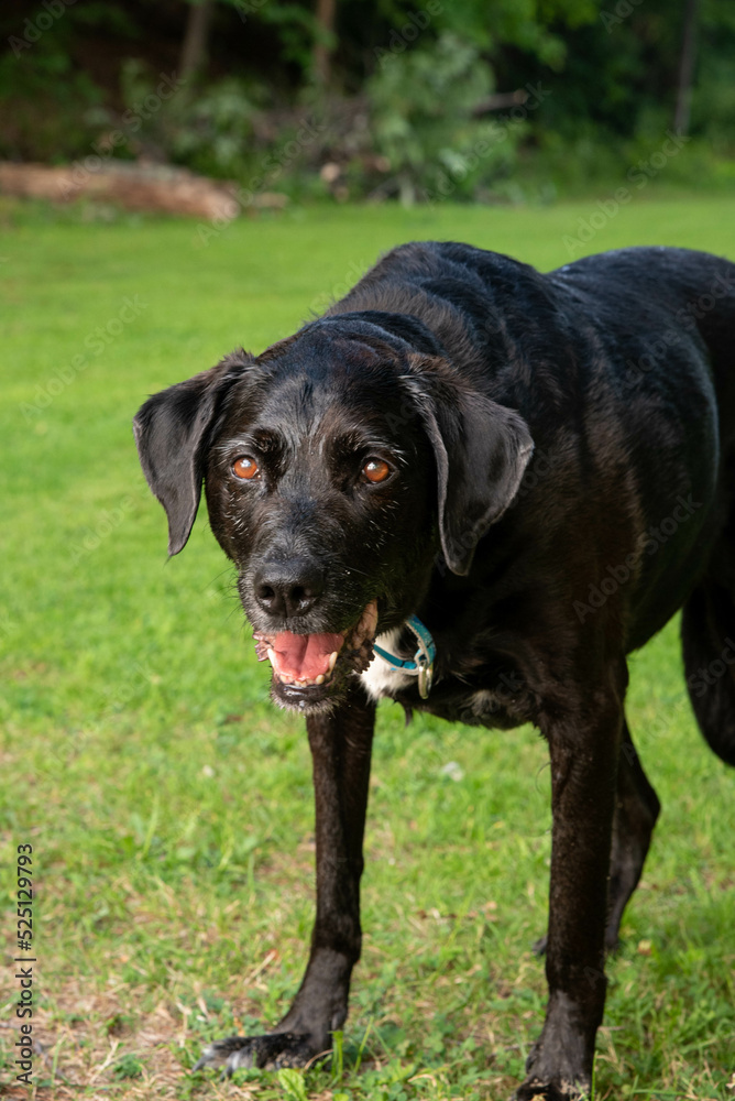 Old black lab sitting on the grass Old black lab sitting on the grass