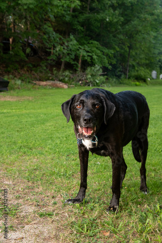 Old black lab sitting on the grass