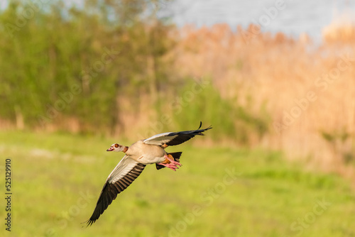 Egyptian goose - Alopochen aegyptiaca - a large water bird of the duck family, flies over the meadow on a sunny summer day.