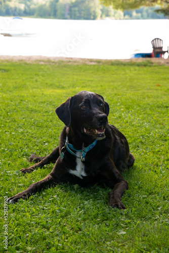 Old black lab sitting on the grass