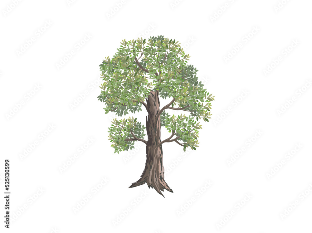 tamarind tree vector illustration. digital hand drawing. useful for element design and wall decorations. - obrazy, fototapety, plakaty 