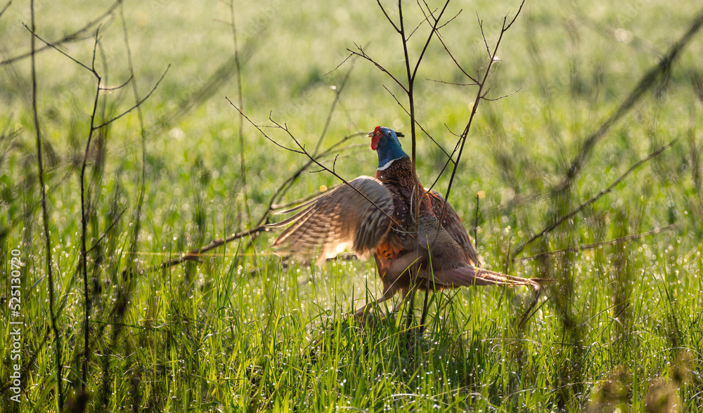 Male common pheasant (Phasianus colchicus) in spring morning light