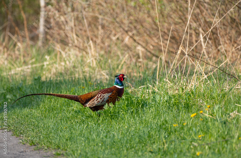 Fototapeta premium Male common pheasant (Phasianus colchicus) in spring morning light