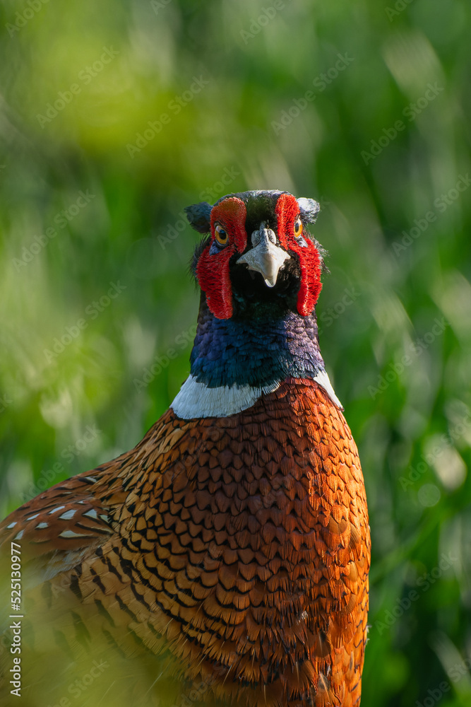 Fototapeta premium Male common pheasant (Phasianus colchicus) in spring morning light
