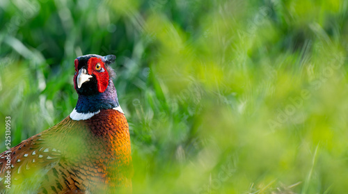 Male common pheasant (Phasianus colchicus) in spring morning light photo