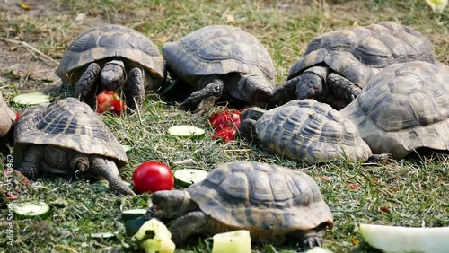 Various tortoises including Greek tortoise (Testudo graeca) and Hermann's tortoise (Testudo hermanni) eating tomatoes and cucumber